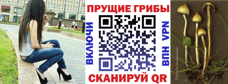 купить наркоту  ОМГ ОМГ ТОР  Галлюциногенные грибы Psilocybine cubensis  Слюдянка 